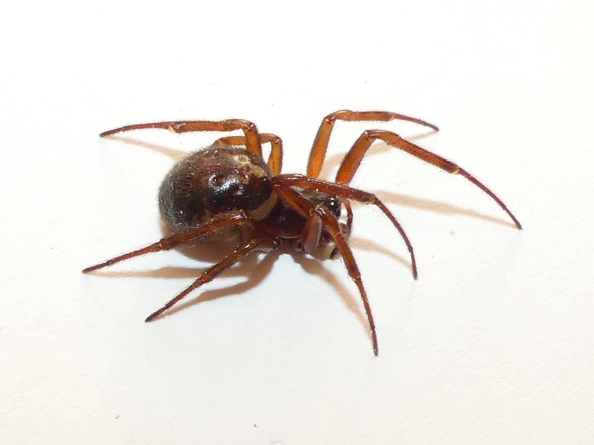 Die Noble Falsche Witwe - Latrodectus Light - InsektenLifestyle.com