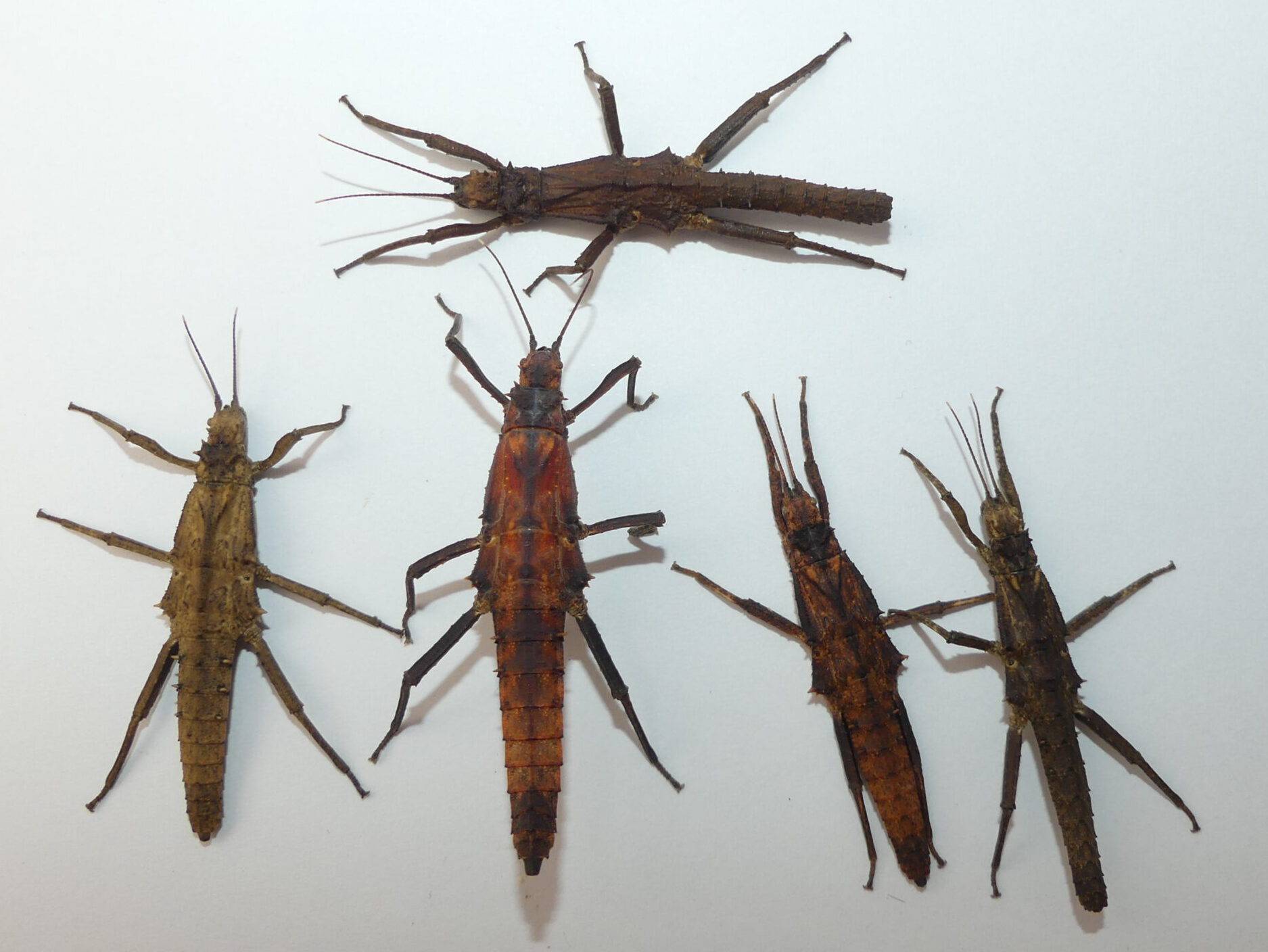 Tisamenus serratorius, 1 größere Nymphe (30 40 mm)