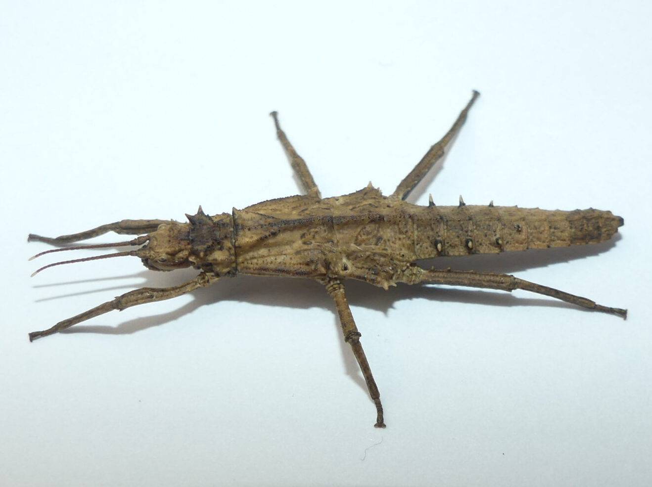 Tisamenus serratorius, 1 größere Nymphe (30 40 mm)