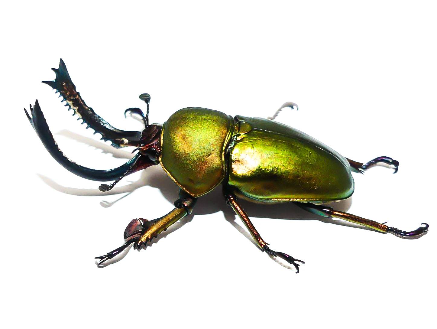 Lamprima adolphinae, 1 Paar (WF)