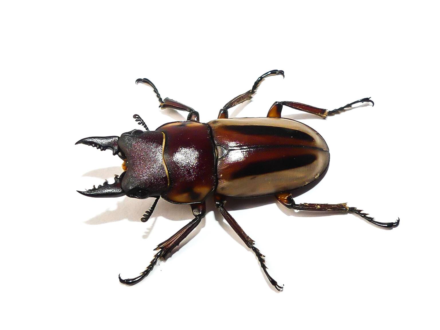 Prosopocoilus lateralis, 1 Pärchen