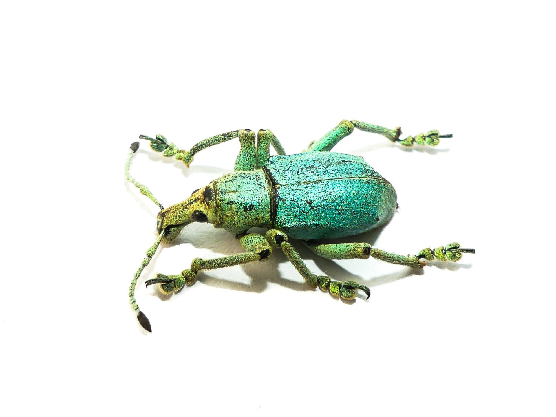 Eupholus bruyni, 1525mm, 1 Exemplar