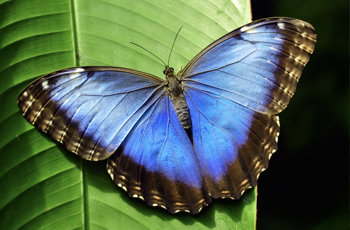 Morpho peleides - Blauer Morpho, 1 Puppe - InsektenLifestyle.com