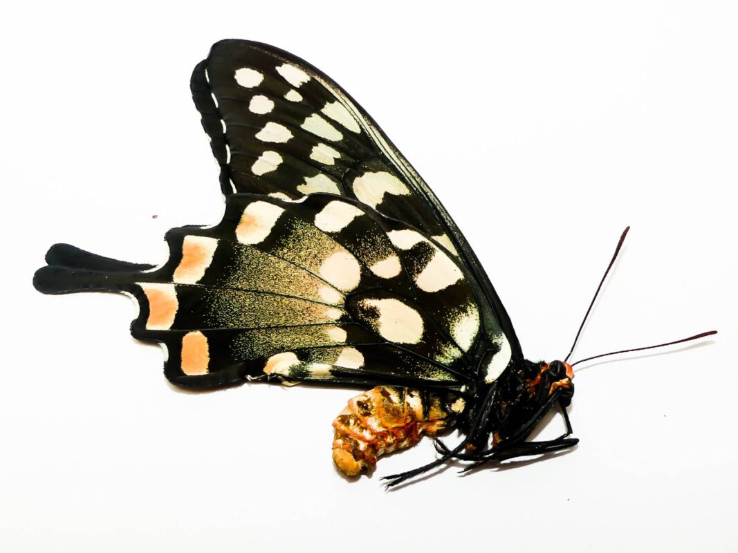 Papilio antenor, 1 Exemplar