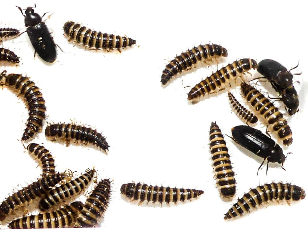 Dermestes haemorrhoidalis Zweifarbig behaarter Speckkäfer, 10 Larven