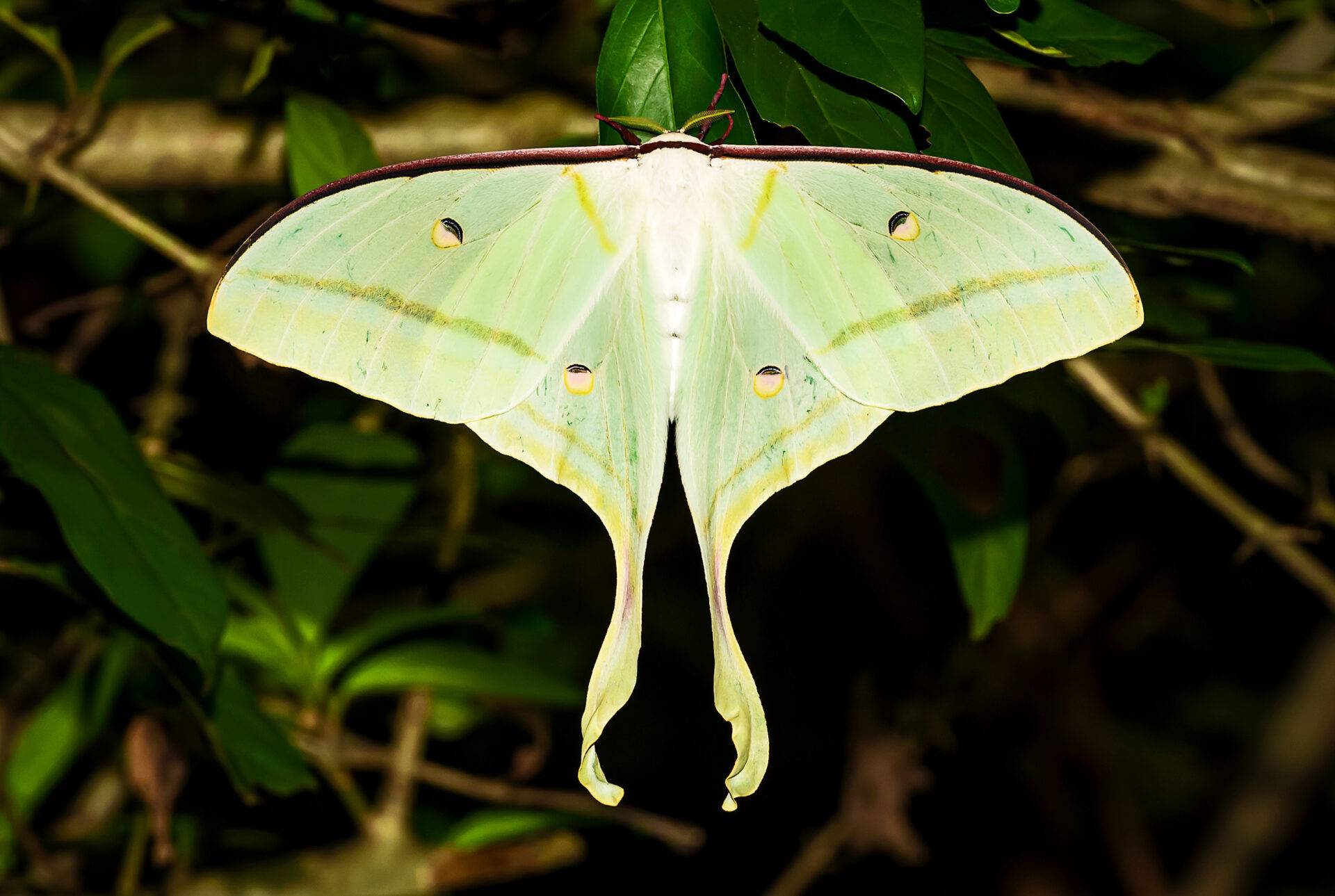 Actias ningpoana Mondspinner, Zuchtansatz mit 5 Kokons (3 Männchen