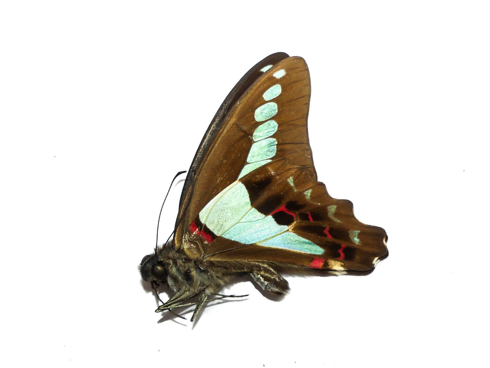 Graphium sarpedon luctatius, 1 Exemplar