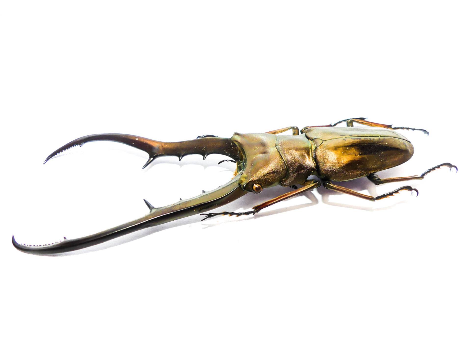 Cyclommatus metallifer finae, 8085mm, 1 Exemplar