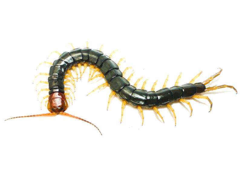 Scolopendra subspinipes mutilans 