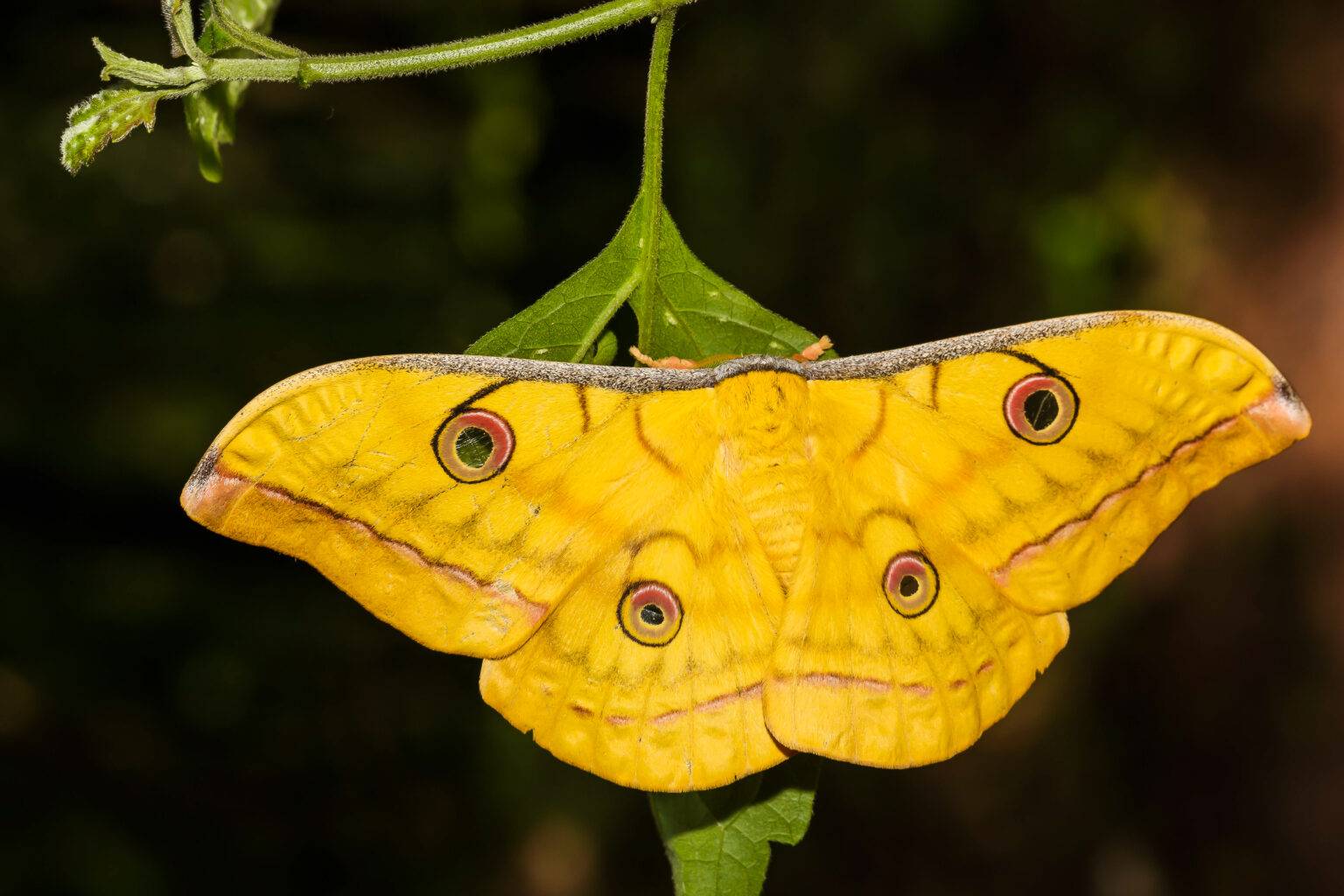 Antheraea Yamamai Japanischer Eichenseidenspinner Eier