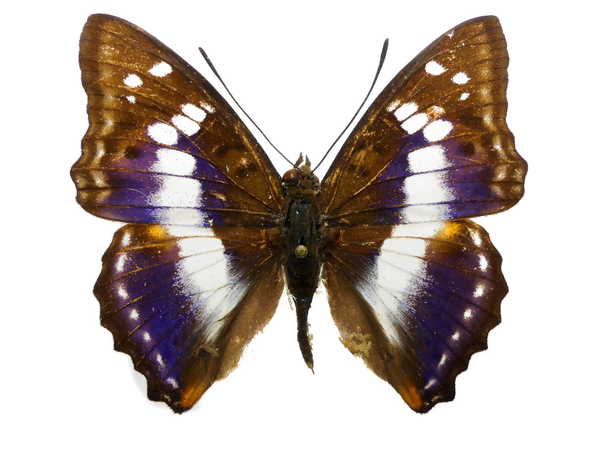 Präparat Apatura ambica